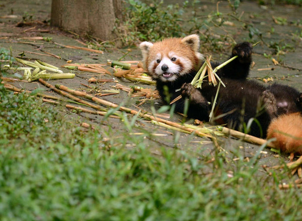 Red panda, Chengdu
