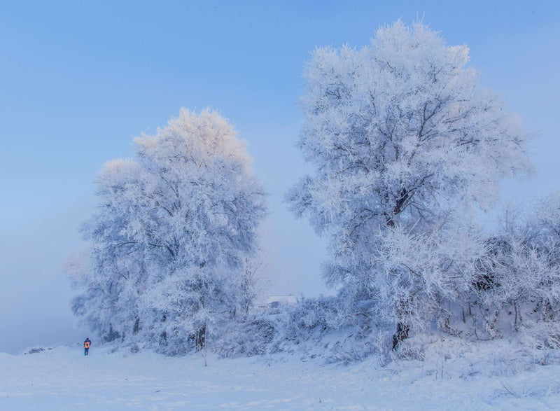Frosted winter forest, Northeast China (Dongbei)